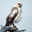 Hawaiian Hawk